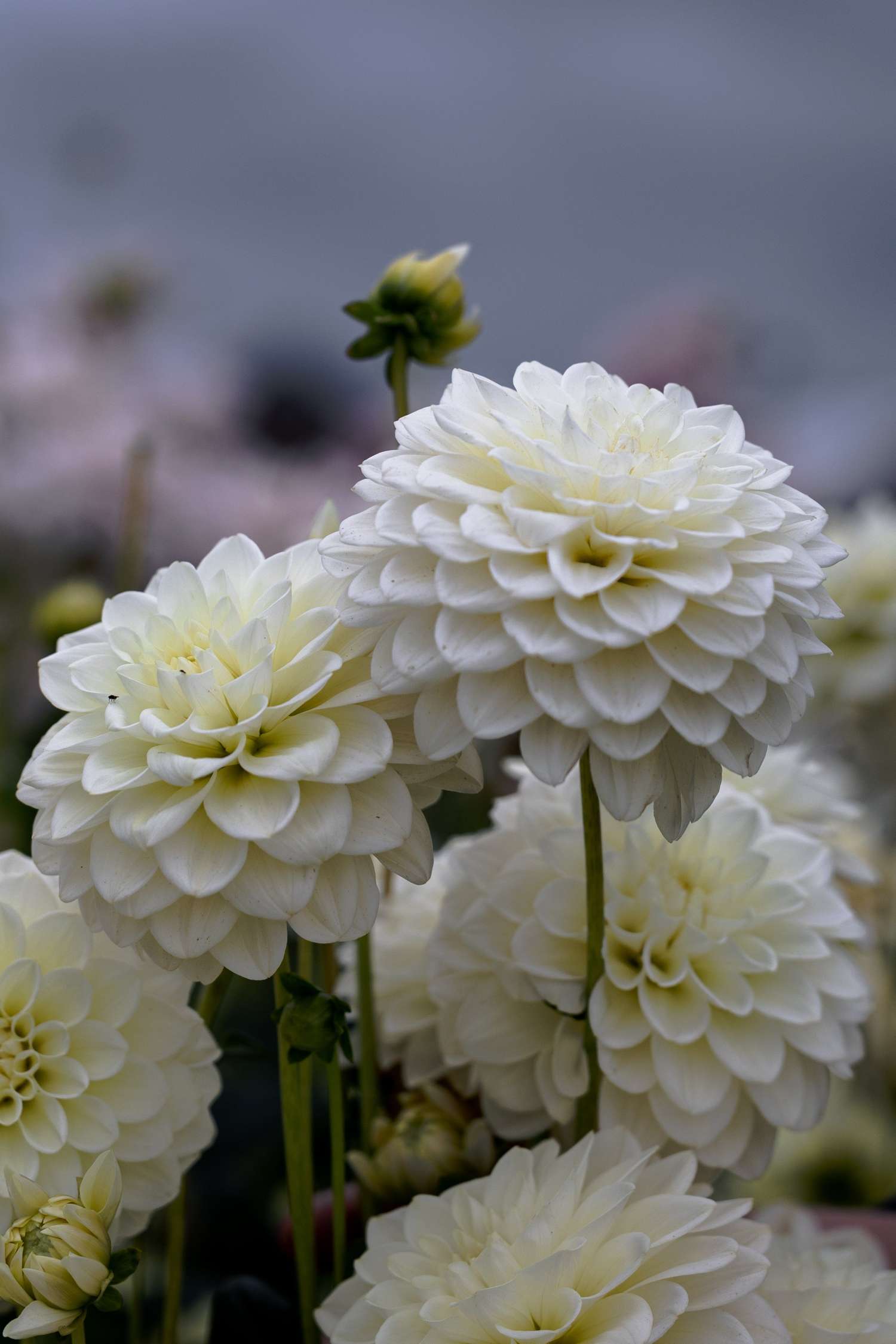 Dahlia 'Caramel Antique'